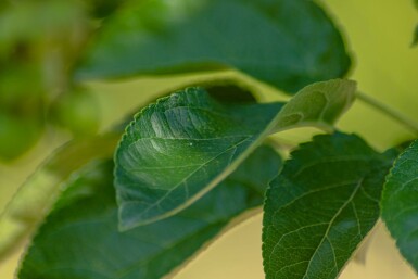 Äpfel Malus 'Golden Hornet' Hochstamm Malus 'Golden Hornet' Hochstamm