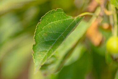 Äpfel Malus 'Golden Hornet' Hochstamm Stammumfang 12-14 T Malus 'Golden Hornet' Hochstamm 12/14