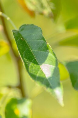 Äpfel Malus 'Golden Hornet' Hochstamm Stammumfang 12-14 T Malus 'Golden Hornet' Hochstamm 12/14