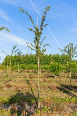 Äpfel Malus 'Professor Sprenger' Hochstamm Malus 'Professor Sprenger' Hochstamm