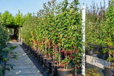 Äpfel Malus 'Red Obelisk' Malus 'Red Obelisk'