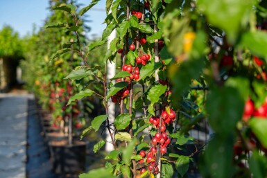 Äpfel Malus 'Red Obelisk' Malus 'Red Obelisk'