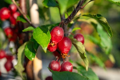 Äpfel Malus 'Red Obelisk' Hochstamm Malus 'Red Obelisk' Hochstamm