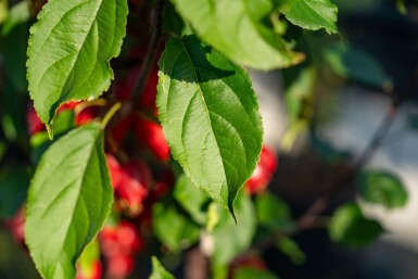 Äpfel Malus 'Red Obelisk' Hochstamm Malus 'Red Obelisk' Hochstamm