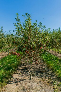 Zier-Apfel Malus 'Red Sentinel' Mehrstämmig Malus 'Red Sentinel' Mehrstämmig