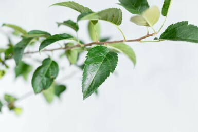 Zier-Apfel Malus 'Red Sentinel' Dachform Malus 'Red Sentinel' Dachform