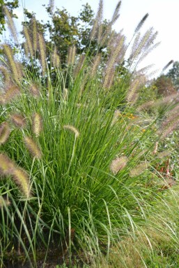Australisches Lampenputzergras Pennisetum alopecuroides 5-10 Topf 9x9 cm (P9) Pennisetum alopecuroides