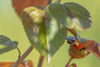 Zier-Apfel Malus 'Royalty' Malus 'Royalty'