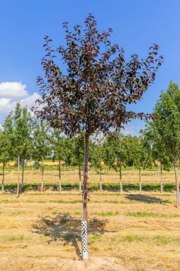 Zier-Apfel Malus 'Royalty' Hochstamm Malus 'Royalty' Hochstamm