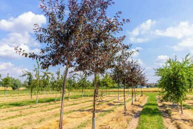 Zier-Apfel Malus 'Royalty' Hochstamm Malus 'Royalty' Hochstamm