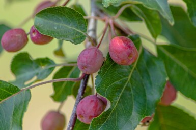 Zier-Apfel Malus 'Rudolph' Malus 'Rudolph'