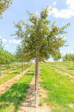 Zier-Apfel Malus 'Rudolph' Hochstamm Malus 'Rudolph' Hochstamm