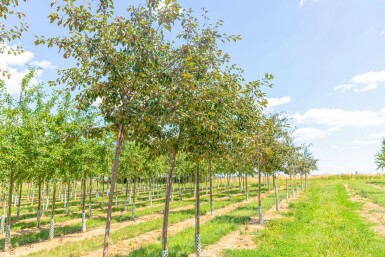 Zier-Apfel Malus 'Rudolph' Hochstamm Malus 'Rudolph' Hochstamm