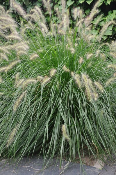 Lampenputzergras Pennisetum alopecuroides 'Hameln' 10-15 Topf 2 ltr. (C2) Pennisetum alopecuroides 'Hameln'
