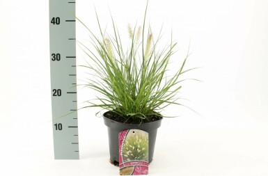 Lampenputzergras Pennisetum alopecuroides 'Hameln' 10-15 Topf 2 ltr. (C2) Pennisetum alopecuroides 'Hameln'