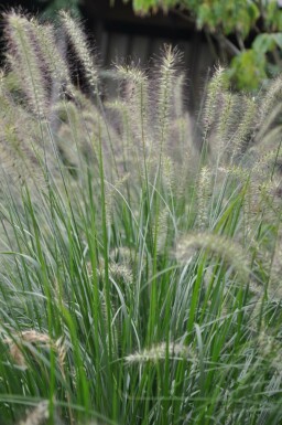 Lampenputzergras Pennisetum alopecuroides 'Hameln' 10-15 Topf 2 ltr. (C2) Pennisetum alopecuroides 'Hameln'