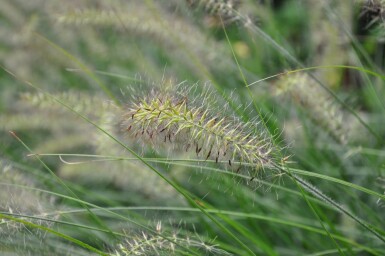 Lampenputzergras Pennisetum alopecuroides 'Hameln' 10-15 Topf 2 ltr. (C2) Pennisetum alopecuroides 'Hameln'