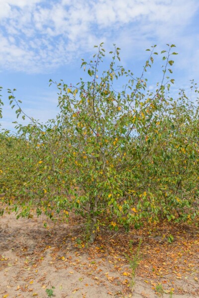 Zier-Apfel Malus 'Rudolph' Mehrstämmig 250-300 T Malus 'Rudolph' Mehrstämmig 250-300