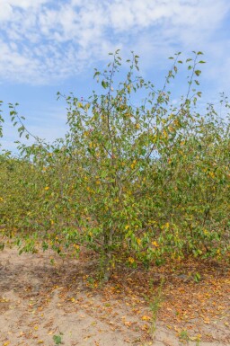 Zier-Apfel Malus 'Rudolph' Mehrstämmig Malus 'Rudolph' Mehrstämmig