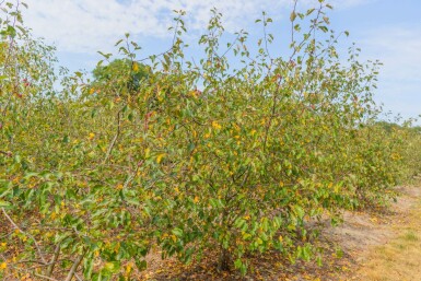 Zier-Apfel Malus 'Rudolph' Mehrstämmig Malus 'Rudolph' Mehrstämmig