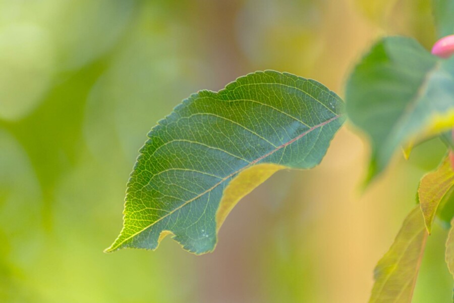 Zier-Apfel Malus 'Rudolph' Mehrstämmig 250-300 T Malus 'Rudolph' Mehrstämmig 250-300