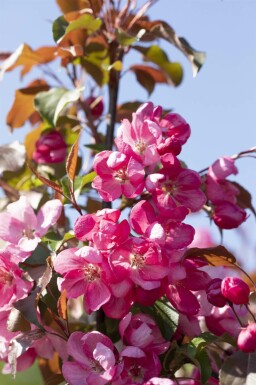 Zier-Apfel Malus 'Rudolph' Mehrstämmig 250-300 T Malus 'Rudolph' Mehrstämmig 250-300