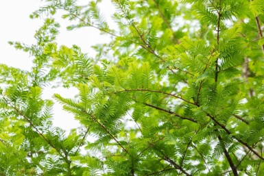 Urweltmammutbaum Metasequoia glyptostroboides Metasequoia glyptostroboides