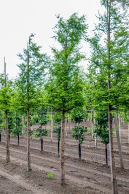 Urweltmammutbaum Metasequoia glyptostroboides Hochstamm Metasequoia glyptostroboides Hochstamm