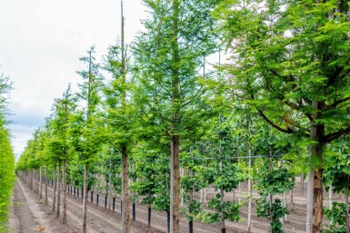 Urweltmammutbaum Metasequoia glyptostroboides Hochstamm Metasequoia glyptostroboides Hochstamm