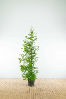 Urweltmammutbaum Metasequoia glyptostroboides Stammbusch Metasequoia glyptostroboides Stammbusch