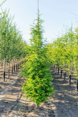 Urweltmammutbaum Metasequoia glyptostroboides Stammbusch Metasequoia glyptostroboides Stammbusch