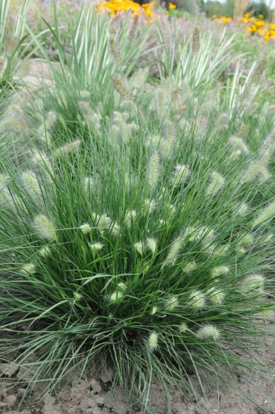 Zwerg-Lampenputzergras Pennisetum alopecuroides 'Little Bunny' 10-15 Topf 2 ltr. (C2) Pennisetum alopecuroides 'Little Bunny'
