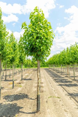 WeiĂe Maulbeere Morus alba Hochstamm Morus alba Hochstamm