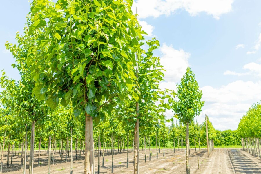 Weiße Maulbeere Morus alba Hochstamm Stammumfang 10-12 T Morus alba Hochstamm 10/12