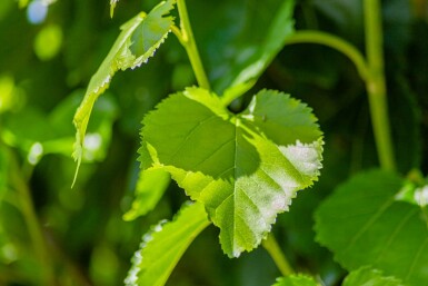 Weiße Maulbeere Morus alba Hochstamm Stammumfang 10-12 T Morus alba Hochstamm 10/12