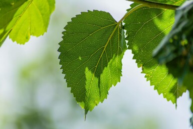 Weiße Maulbeere Morus alba Hochstamm Stammumfang 10-12 T Morus alba Hochstamm 10/12