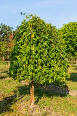 HĂ€ngender WeiĂer Maulbeerbaum Morus alba 'Pendula' Morus alba 'Pendula'