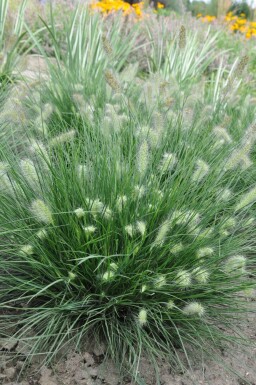 Zwerg-Lampenputzergras Pennisetum alopecuroides 'Little Bunny' 5-10 Topf 9x9 cm (P9) Pennisetum alopecuroides 'Little Bunny'