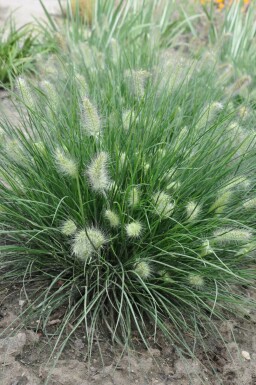 Zwerg-Lampenputzergras Pennisetum alopecuroides 'Little Bunny' 5-10 Topf 9x9 cm (P9) Pennisetum alopecuroides 'Little Bunny'