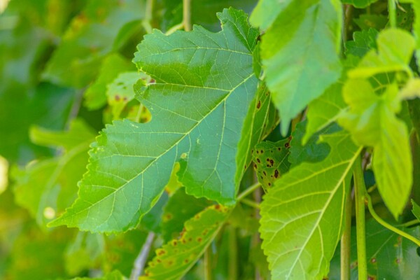Morus alba 'Pendula' Halbstamm