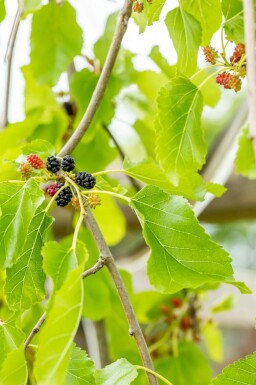 Hängender Weißer Maulbeerbaum Morus alba 'Pendula' Halbstamm Morus alba 'Pendula' Halbstamm