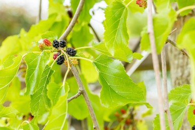 Morus alba 'Pendula' Halbstamm