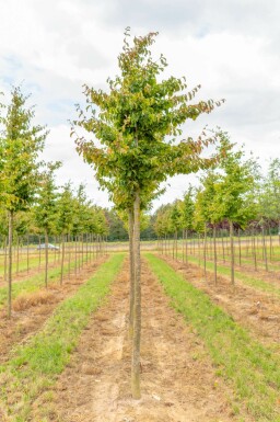 Schwarze Maulbeere Morus nigra Stammhöhe 150 Morus nigra