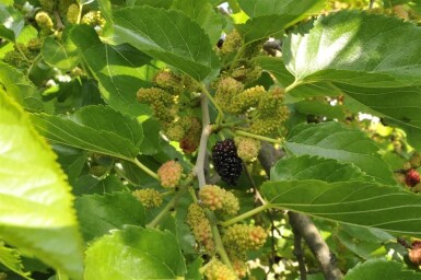 Schwarze Maulbeere Morus nigra Stammhöhe 150 Morus nigra