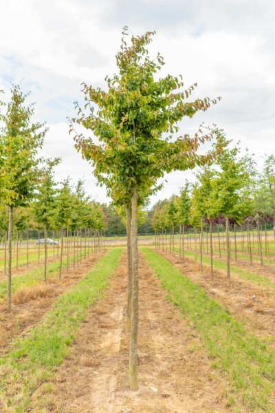 Schwarze Maulbeere Morus nigra Hochstamm Stammumfang 12-14 T Morus nigra Hochstamm 12/14