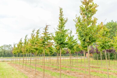 Schwarze Maulbeere Morus nigra Hochstamm Morus nigra Hochstamm