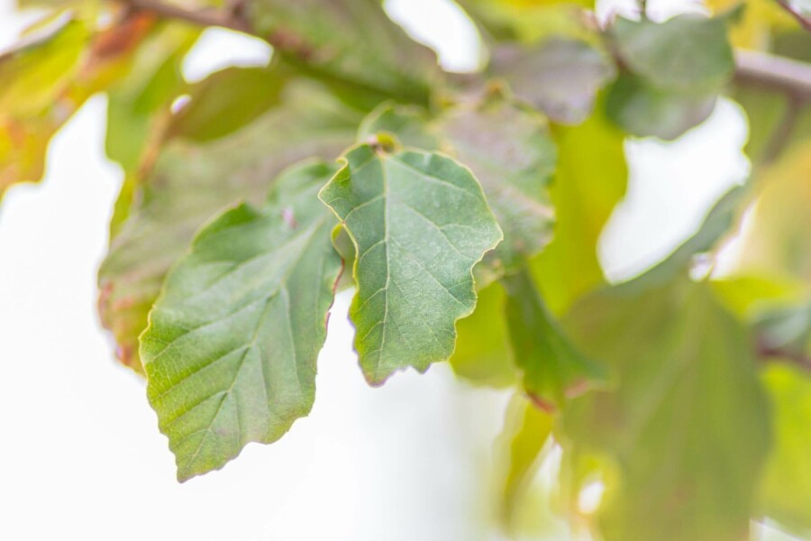 Schwarze Maulbeere Morus nigra Hochstamm Stammumfang 12-14 T Morus nigra Hochstamm 12/14