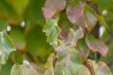 Schwarze Maulbeere Morus nigra Hochstamm Stammumfang 12-14 T Morus nigra Hochstamm 12/14