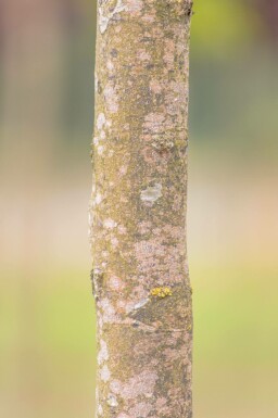 Schwarze Maulbeere Morus nigra Hochstamm Stammumfang 12-14 T Morus nigra Hochstamm 12/14