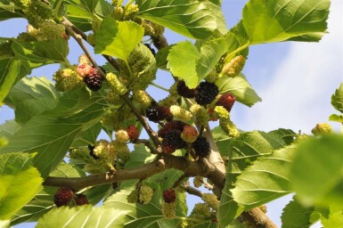 Schwarze Maulbeere Morus nigra Hochstamm Stammumfang 12-14 T Morus nigra Hochstamm 12/14